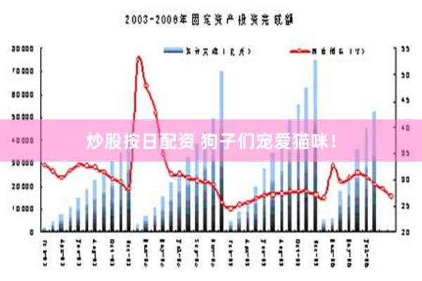 炒股按日配資 狗子們寵愛貓咪！